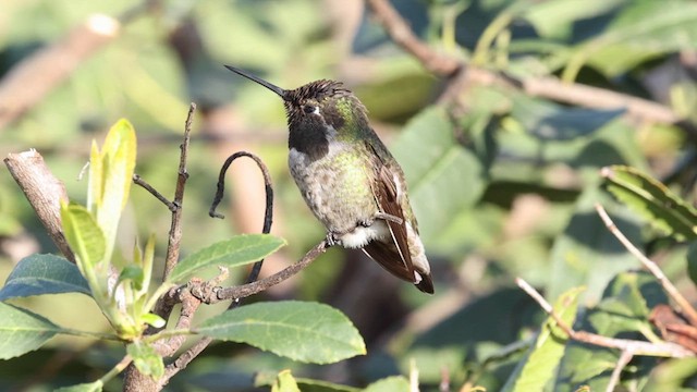 Anna's Hummingbird - ML632244393
