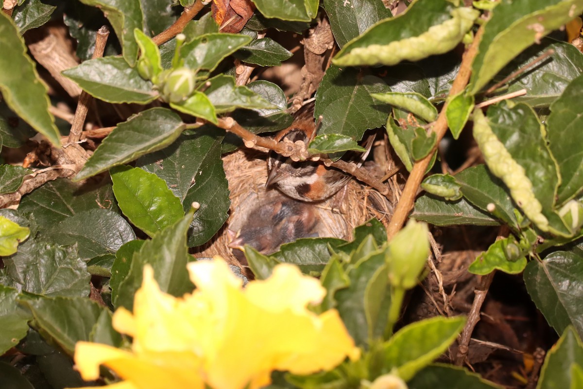 Rufous-collared Sparrow - ML632244480