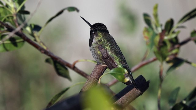 Anna's Hummingbird - ML632244487