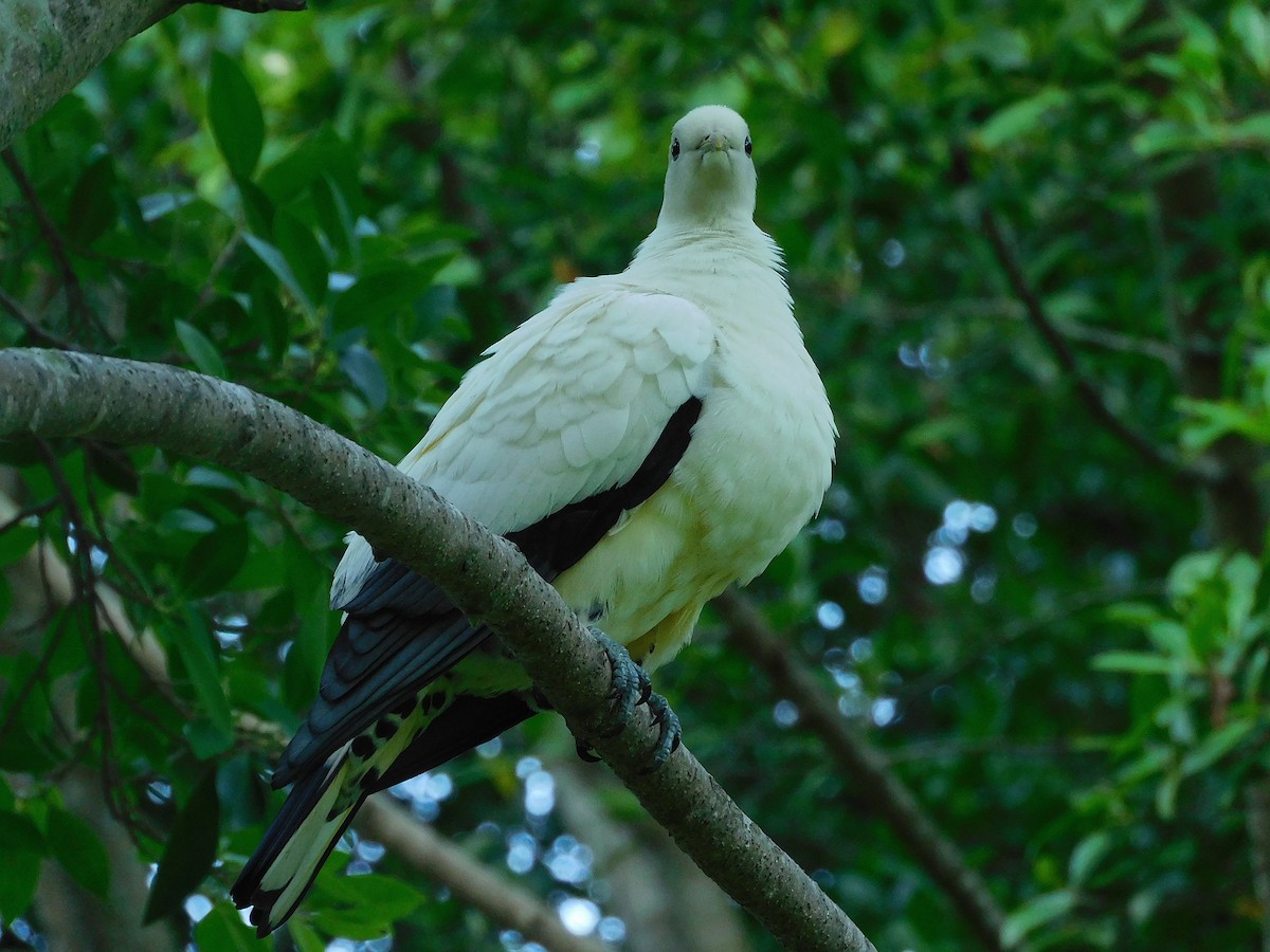 Dúcula Australiana - ML632244506
