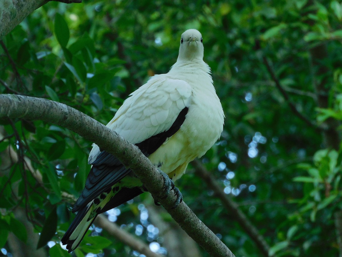 Dúcula Australiana - ML632244507