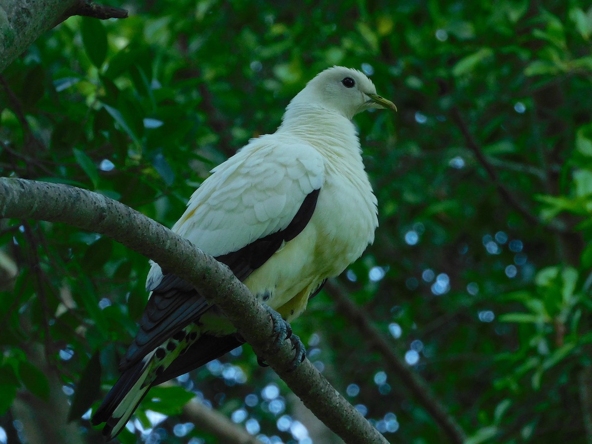 Dúcula Australiana - ML632244511