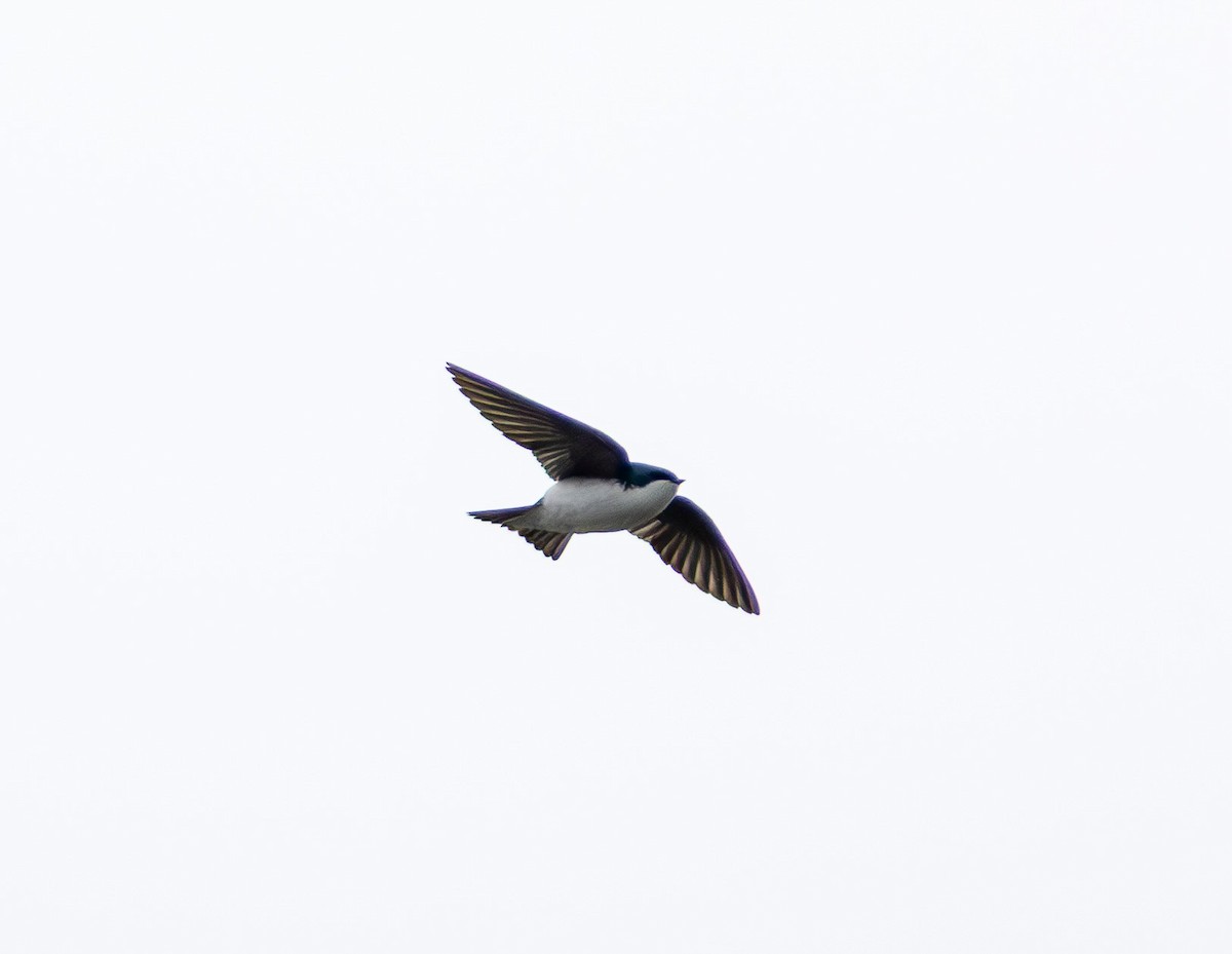 Golondrina Bicolor - ML632244517