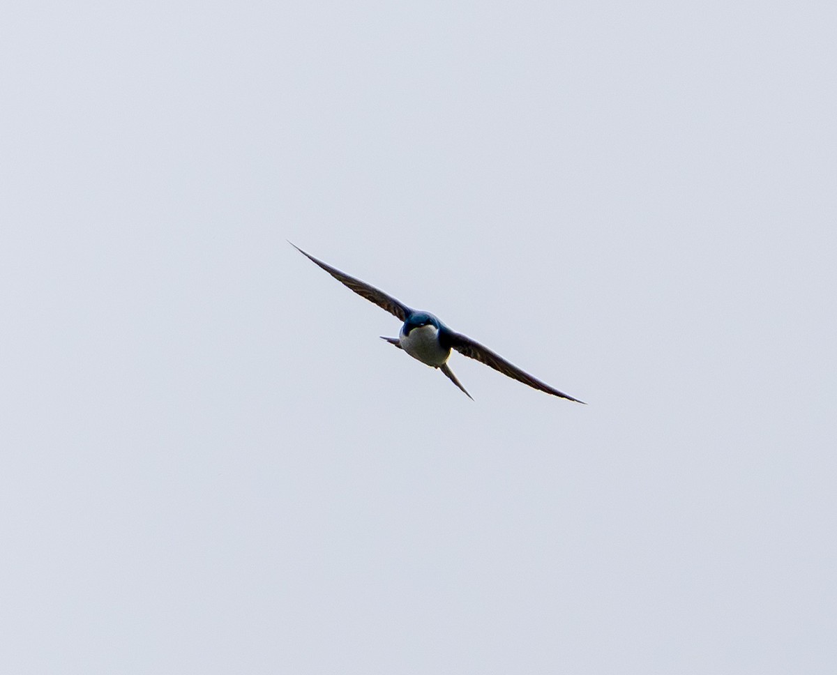 Golondrina Bicolor - ML632244518