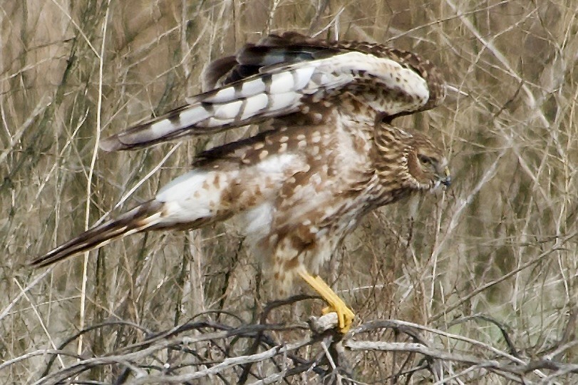 Aguilucho de Hudson - ML632244522