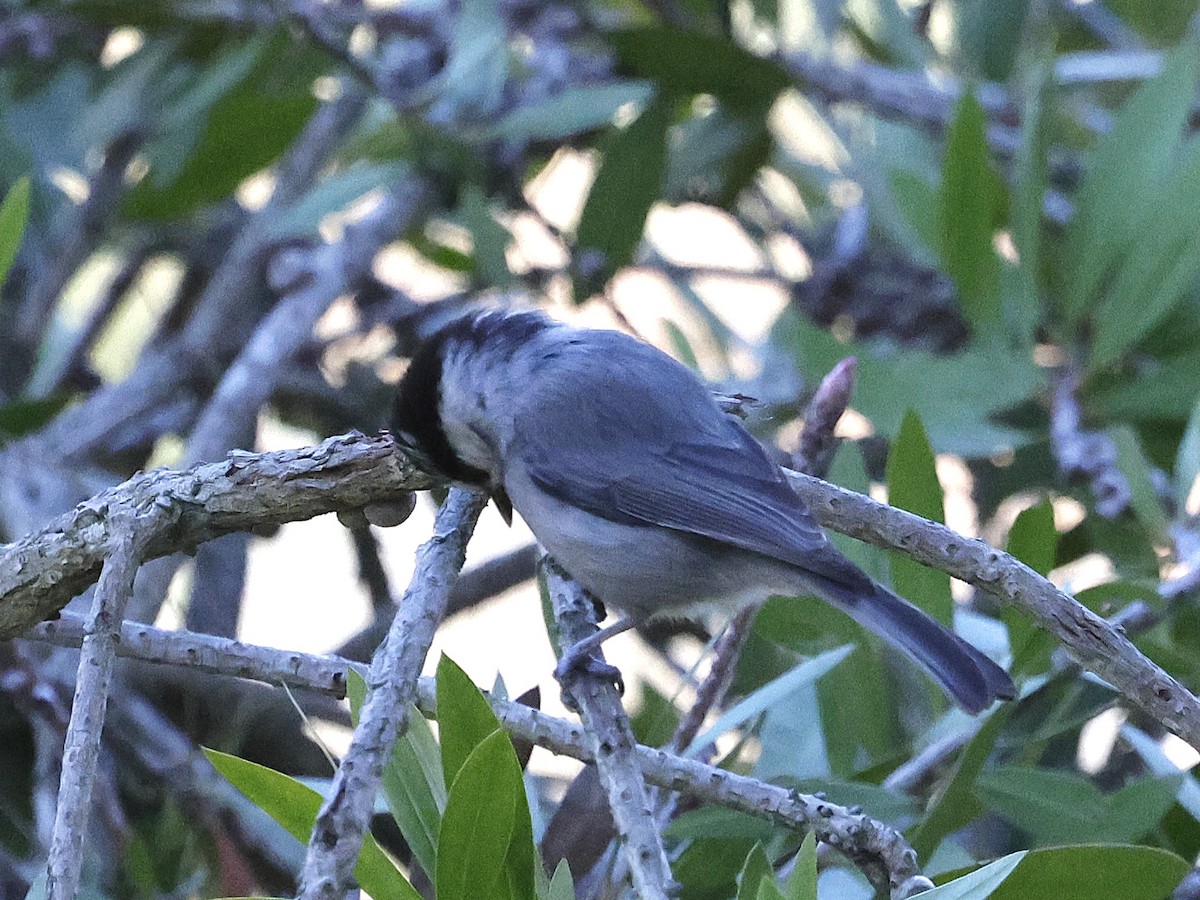Carbonero Montañés - ML632244526