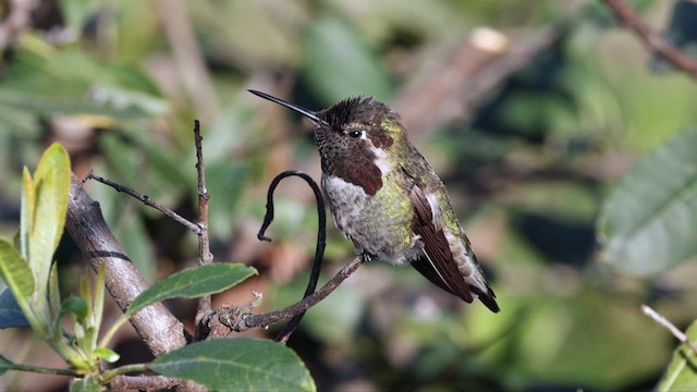 Anna's Hummingbird - ML632244636