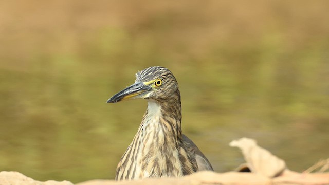 Indian Pond-Heron - ML632244649