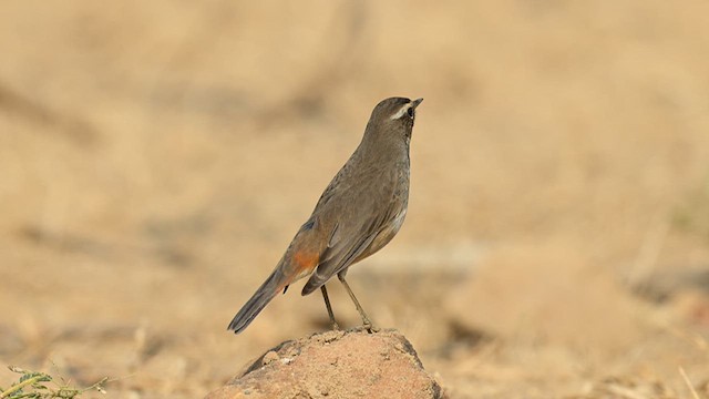 Papourdina - ML632244667