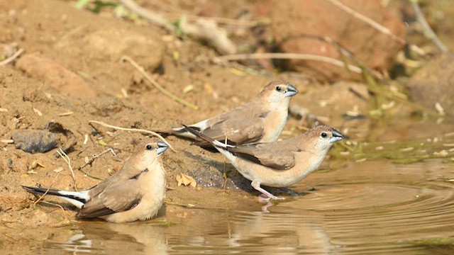 Indian Silverbill - ML632244733