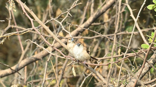 Indian Silverbill - ML632244734