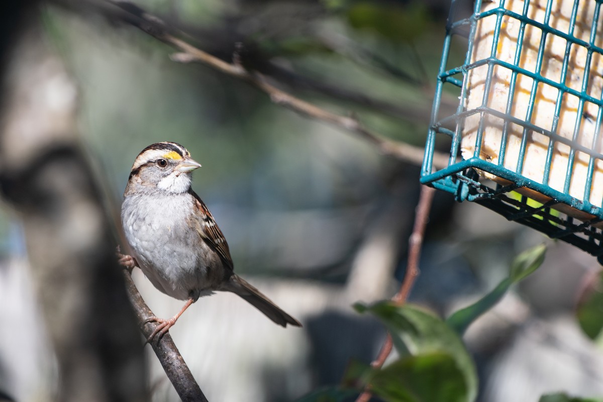 White-crowned Sparrow - ML632244735