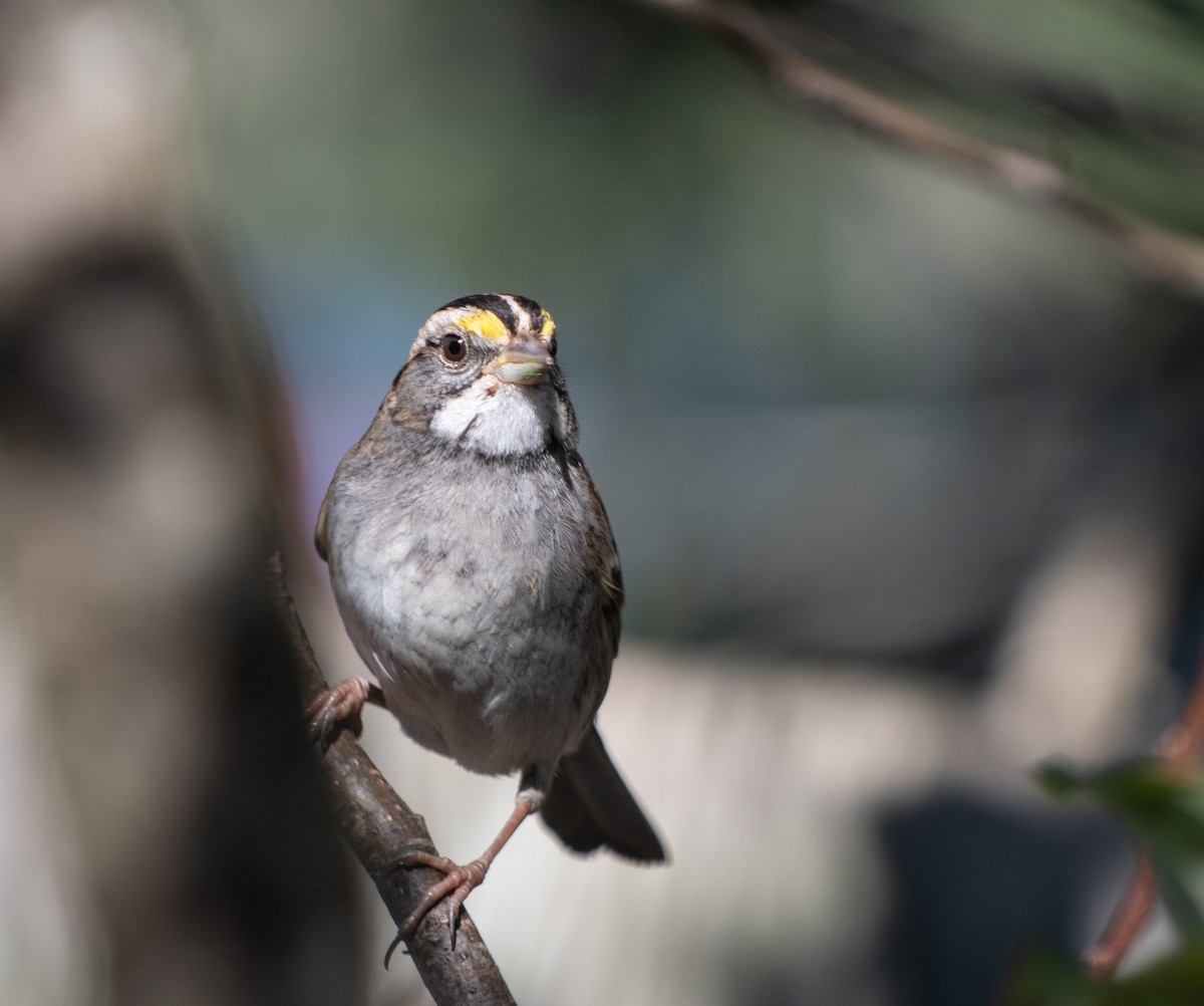 White-crowned Sparrow - ML632244739