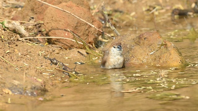 Indian Silverbill - ML632244741