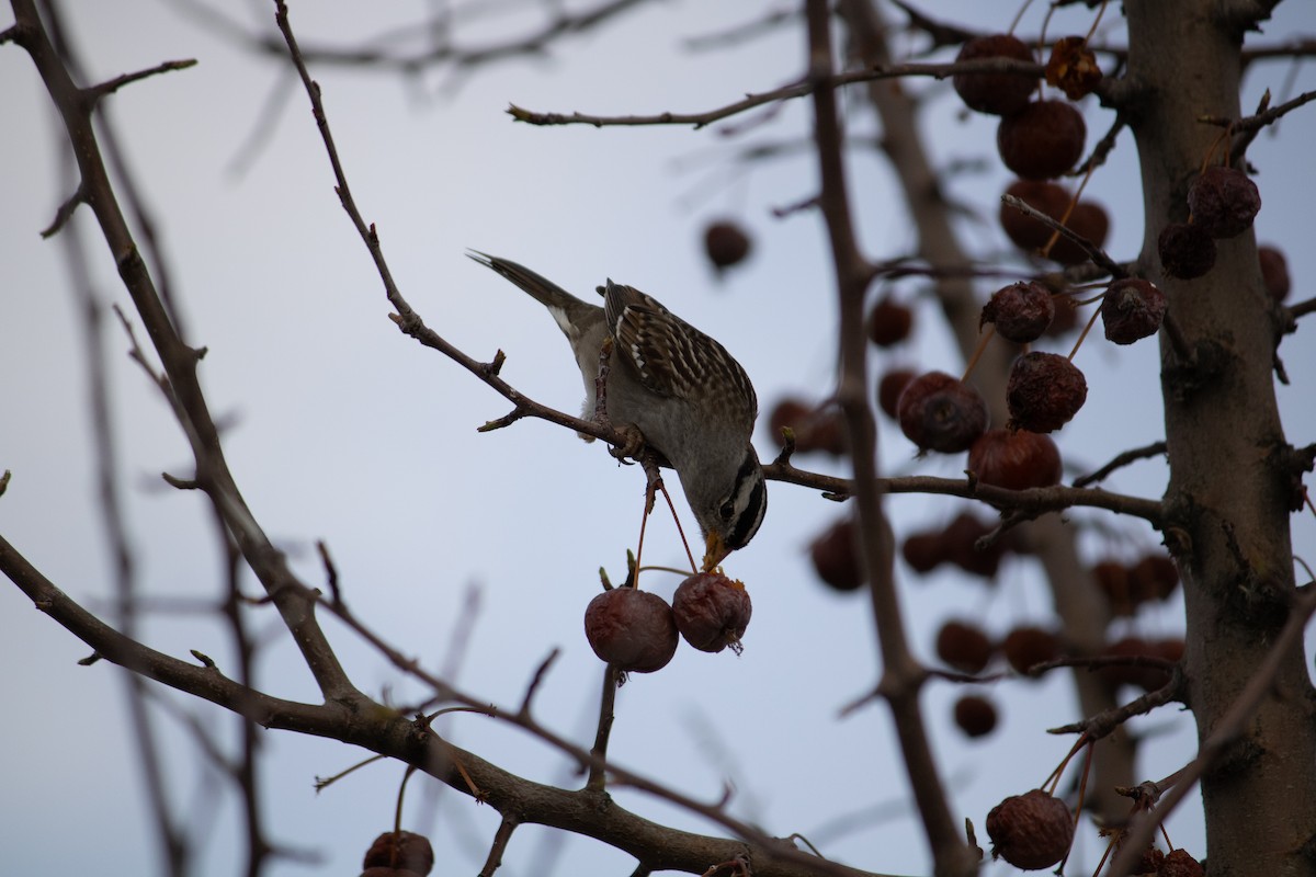 White-crowned Sparrow - ML632244748