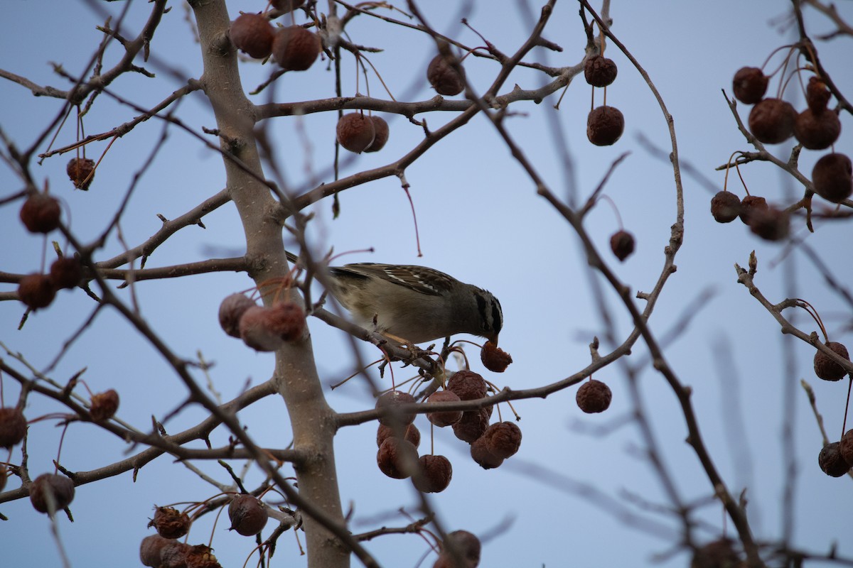 White-crowned Sparrow - ML632244750