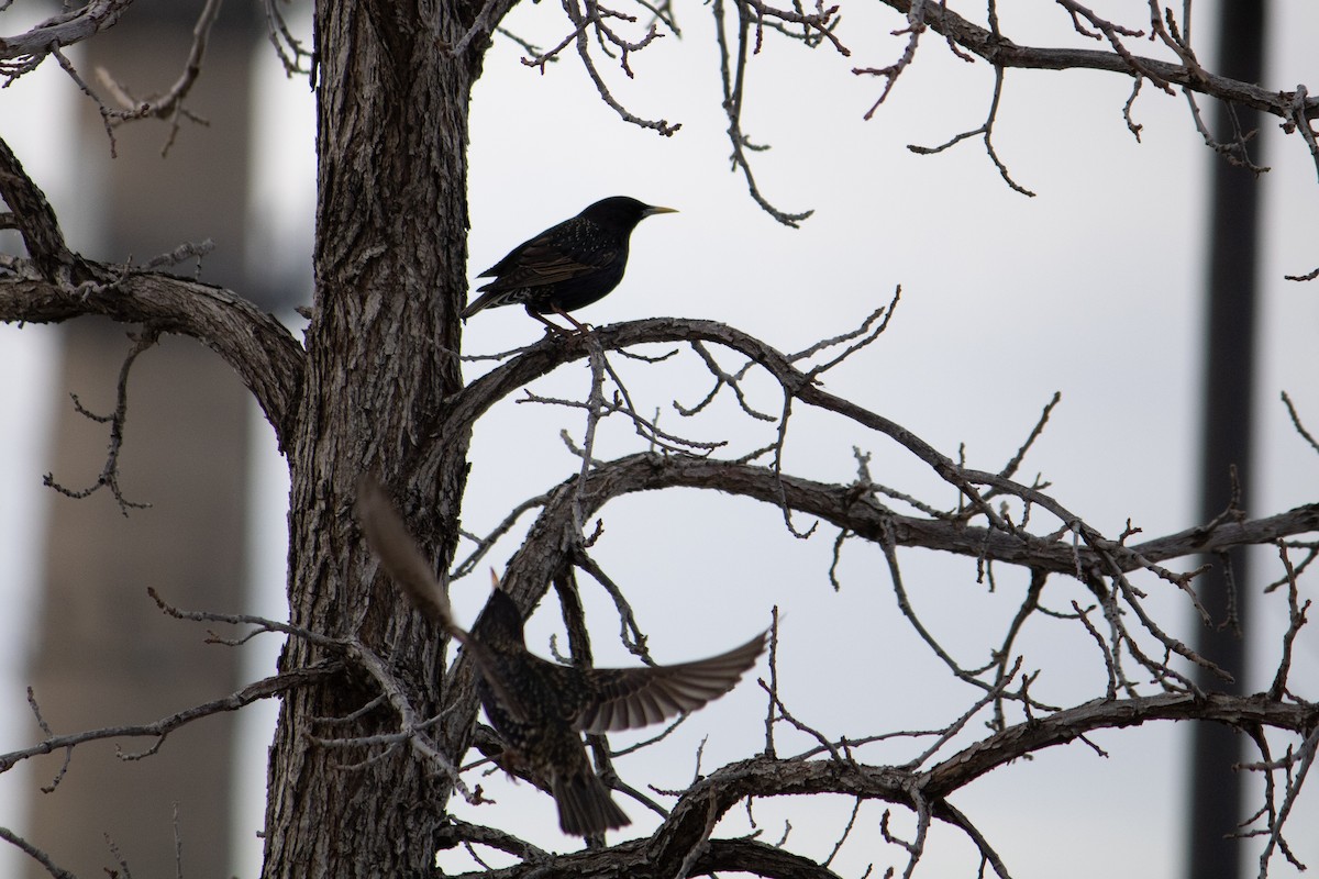 European Starling - ML632244759