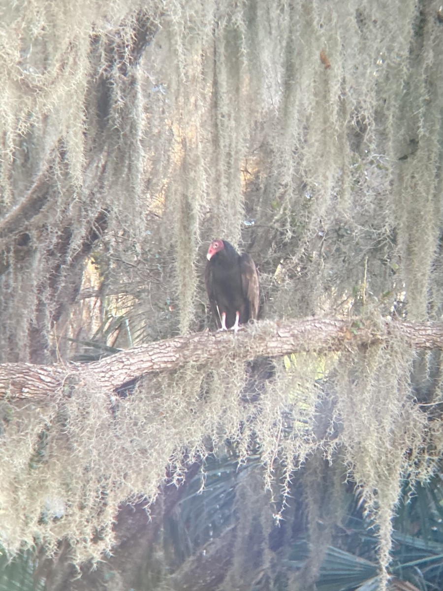 Turkey Vulture - ML632244761