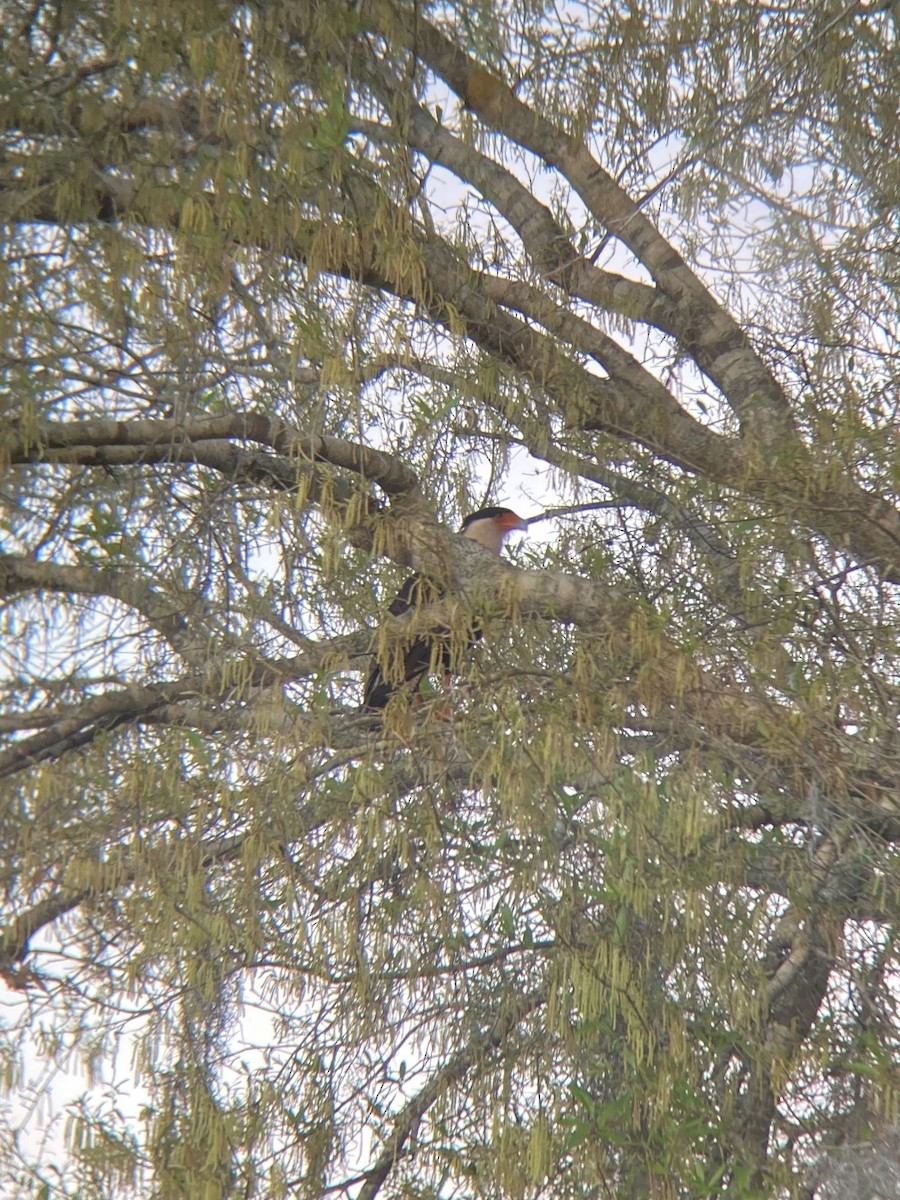Crested Caracara - ML632244763