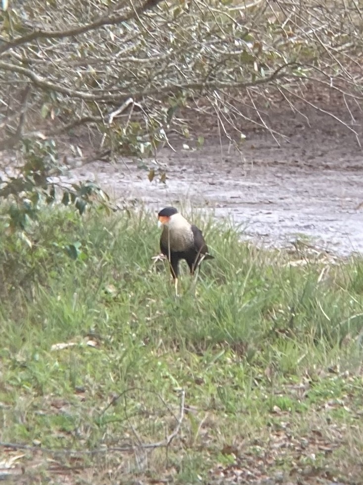 Crested Caracara - ML632244766