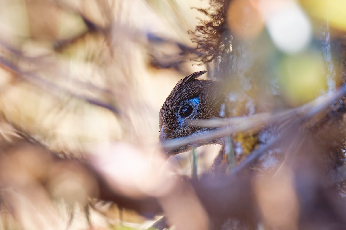 eBird Checklist - 15 Jan 2025 - Ama Yangri Forest: North - 6 species ...