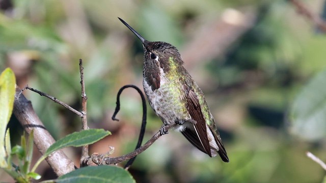 Anna's Hummingbird - ML632244794