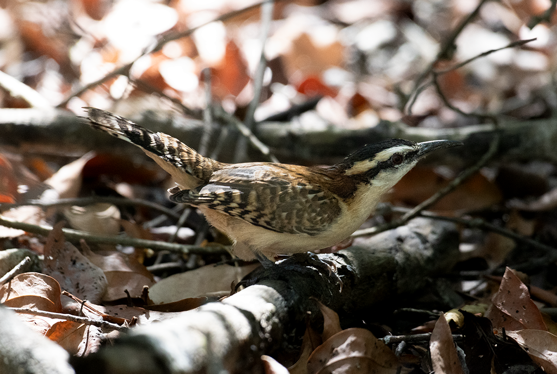 střízlík rezavohřbetý - ML632244806