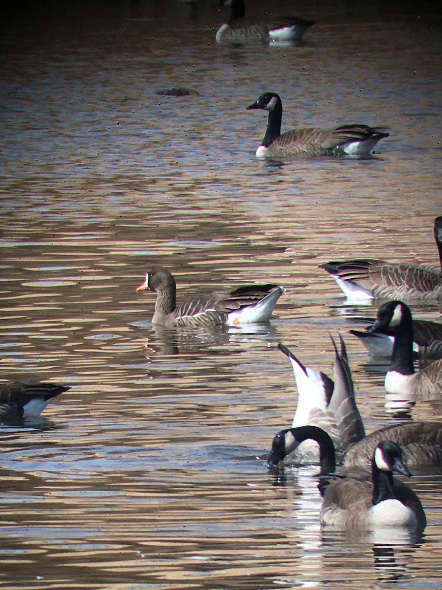 Greater White-fronted Goose - ML632244821