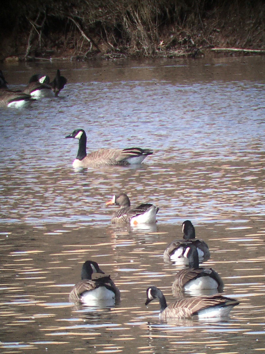 Greater White-fronted Goose - ML632244822