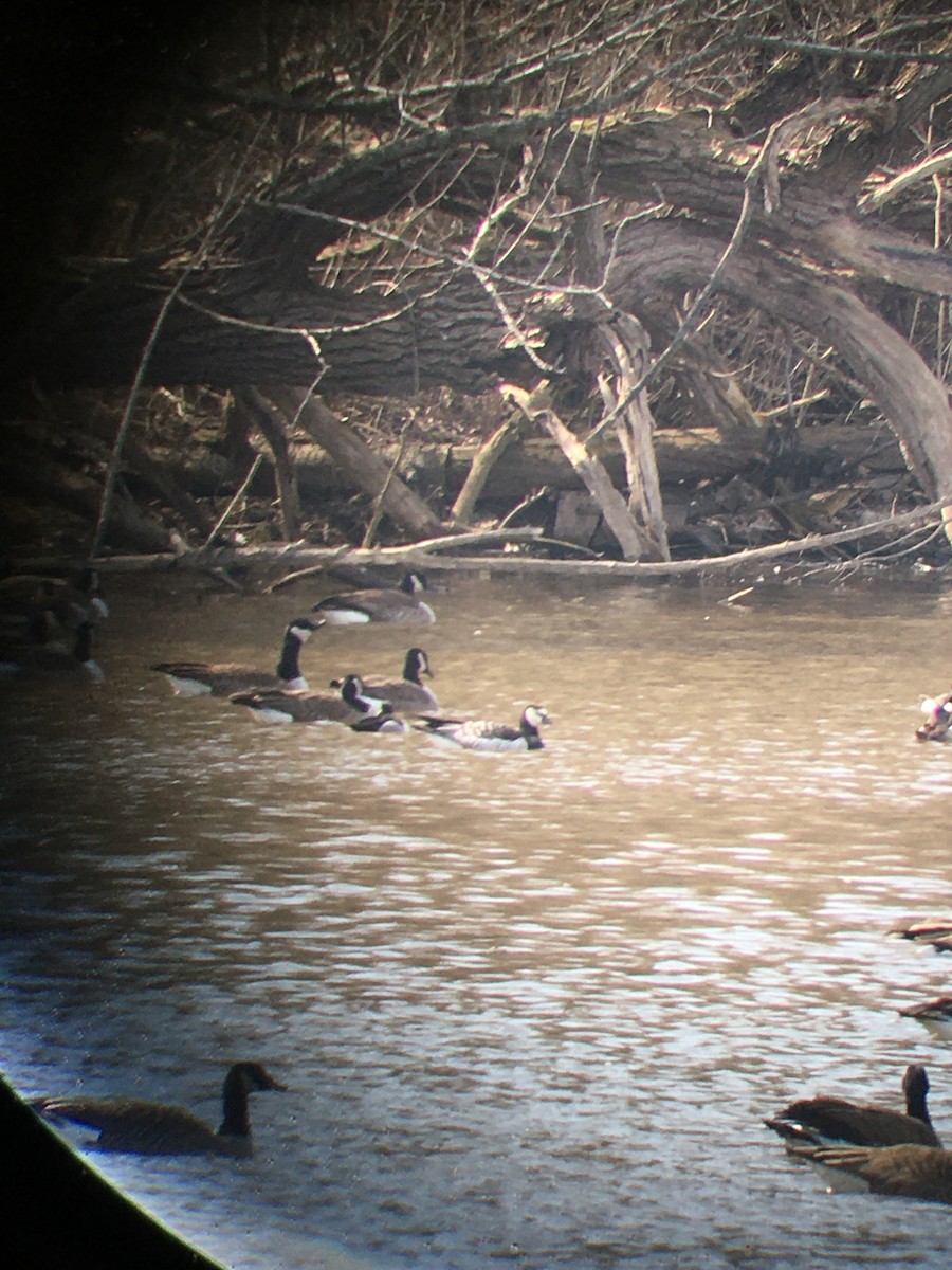 Barnacle Goose - ML632244824