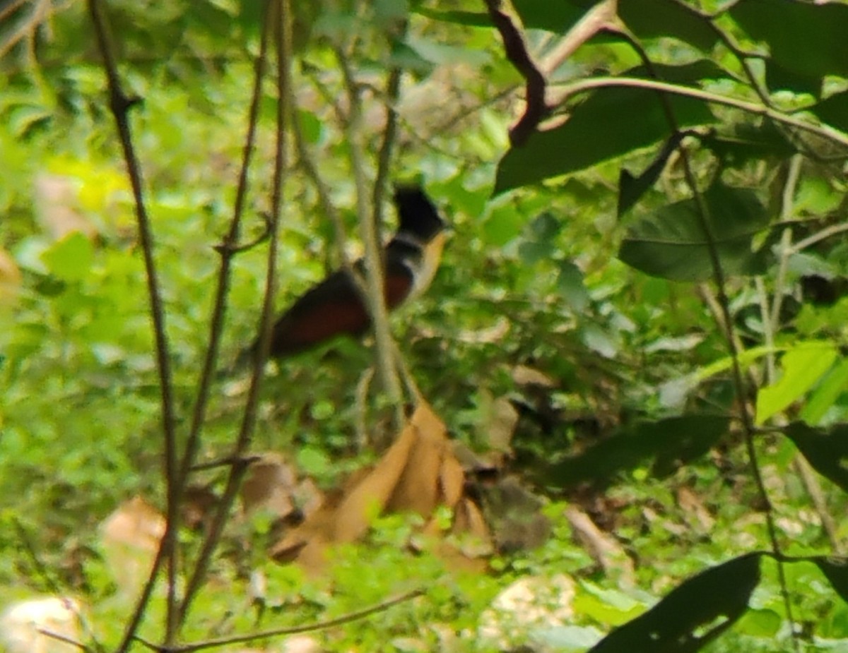 Chestnut-winged Cuckoo - ML632244878