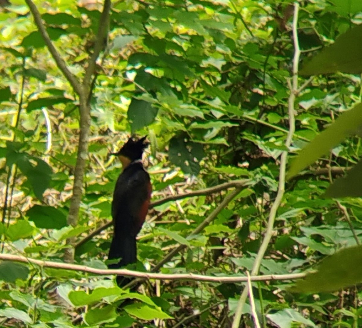Chestnut-winged Cuckoo - ML632244880