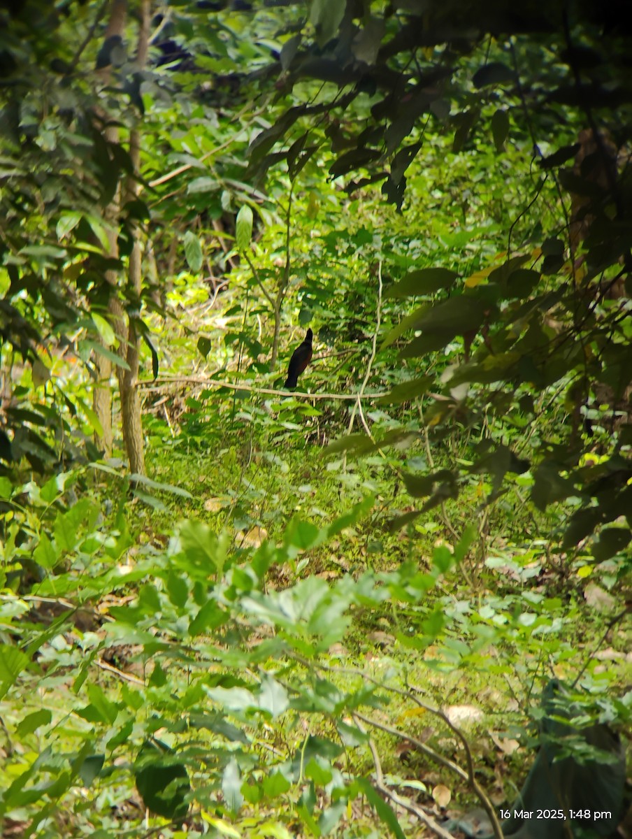 Chestnut-winged Cuckoo - ML632244881