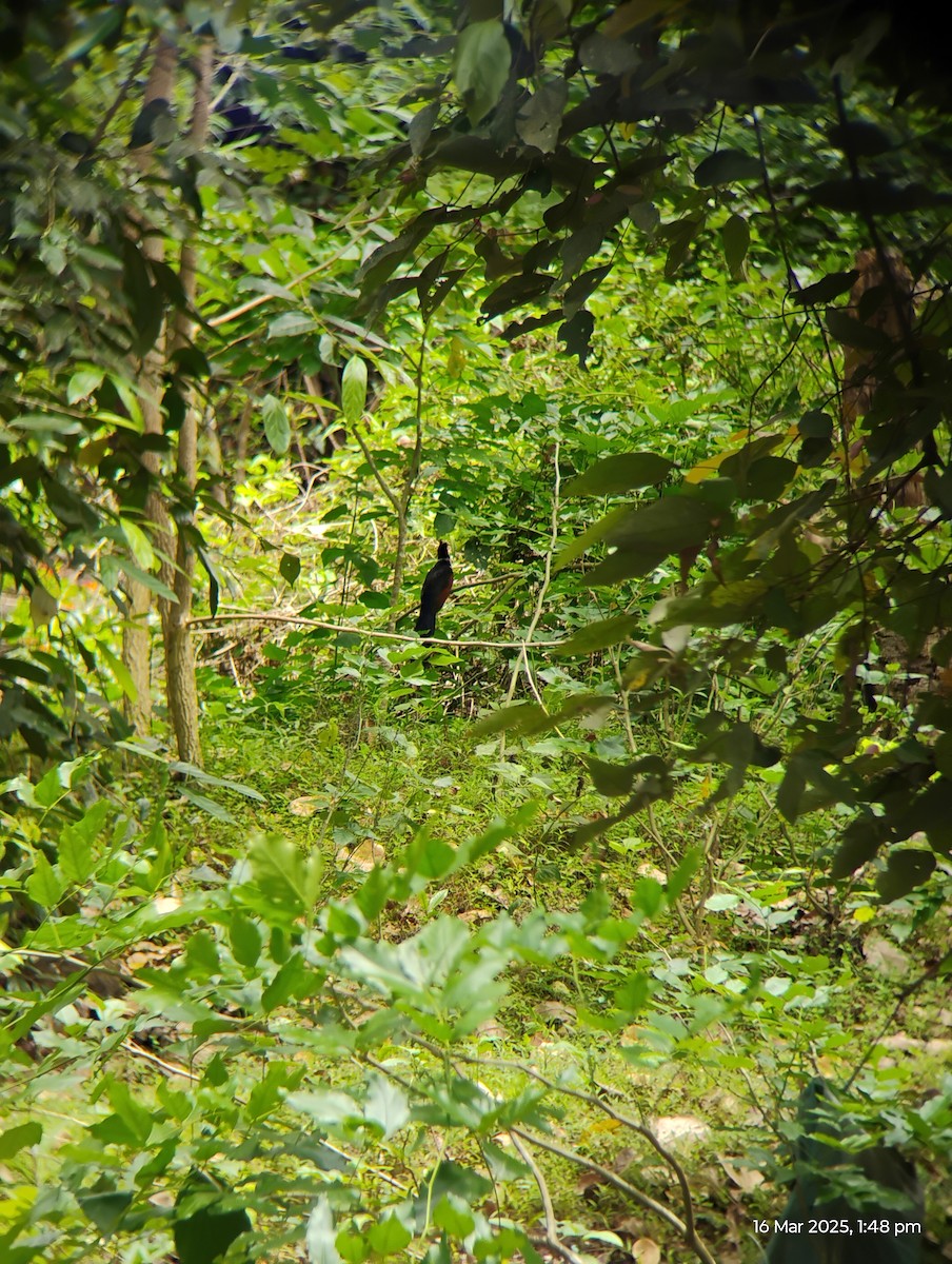 Chestnut-winged Cuckoo - ML632244883