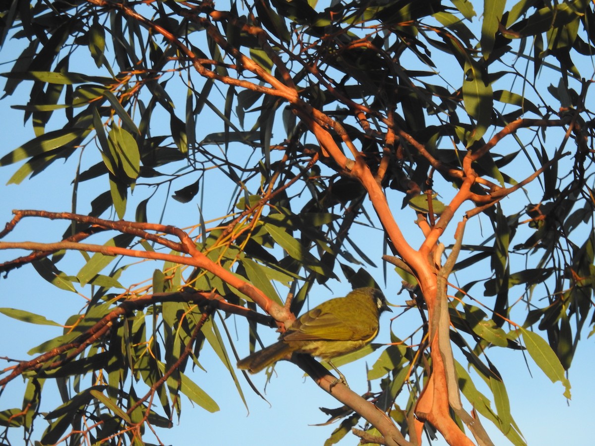 White-eared Honeyeater - ML632245192