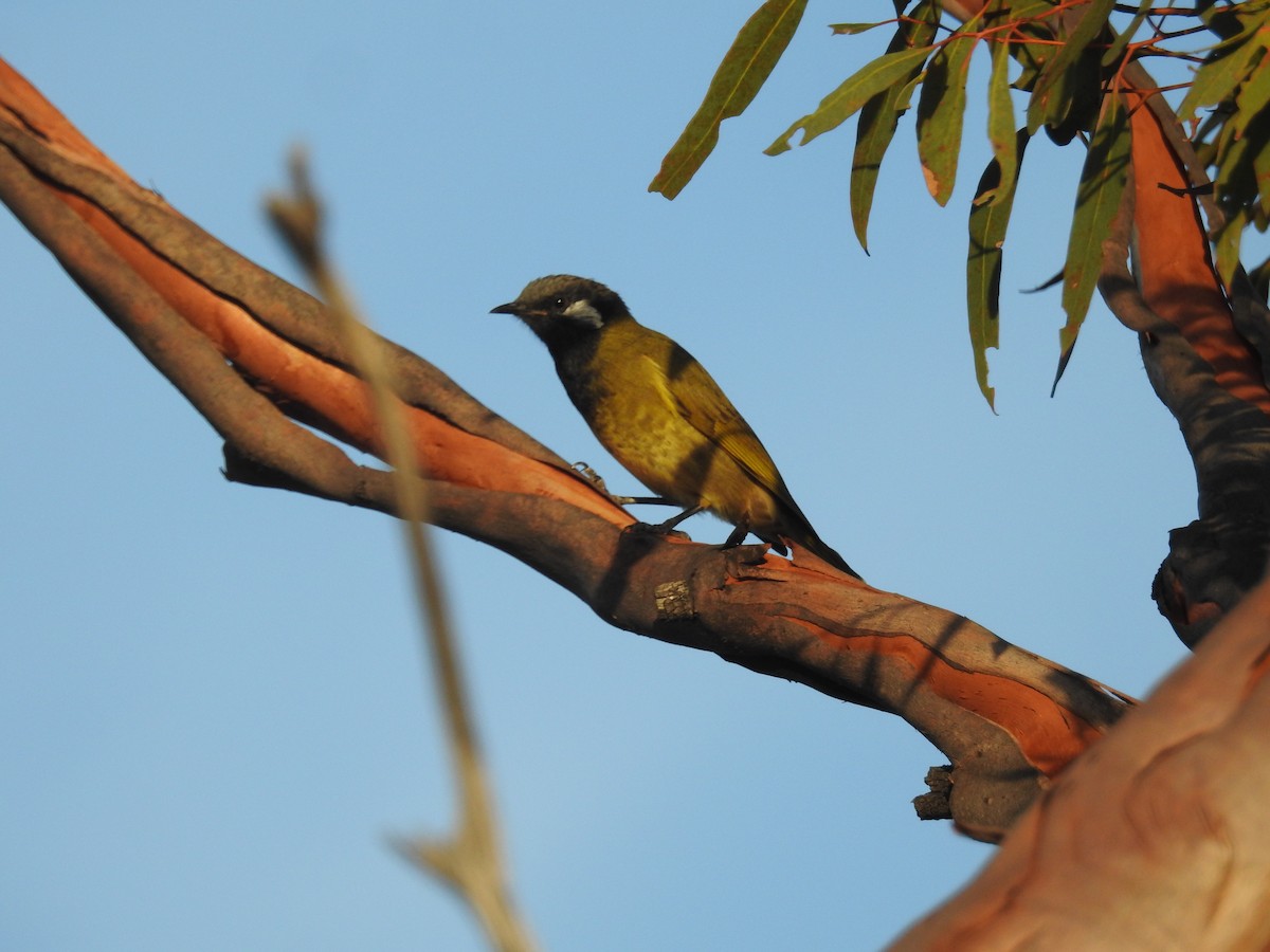 White-eared Honeyeater - ML632245195