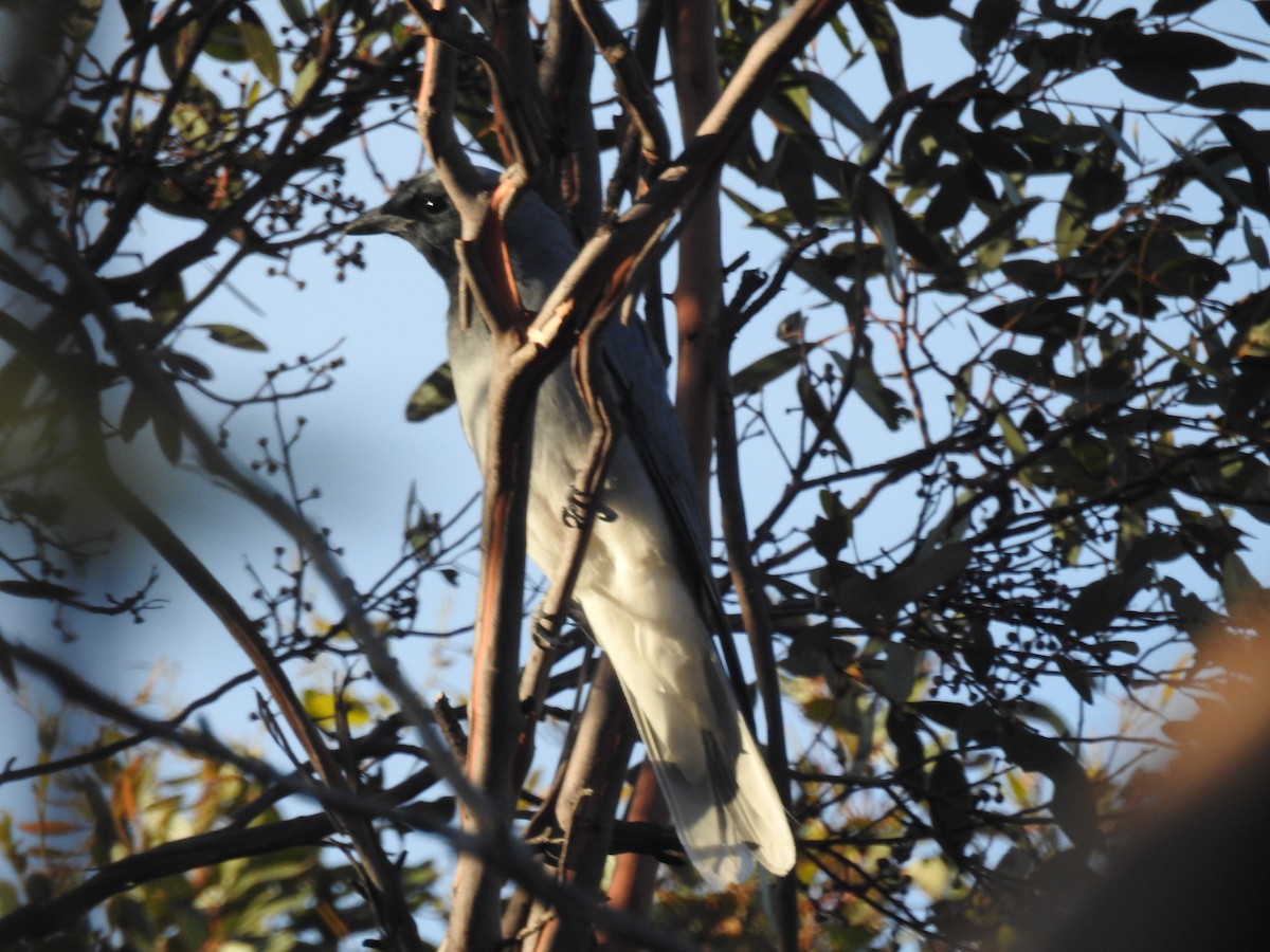 Black-faced Cuckooshrike - ML632245203