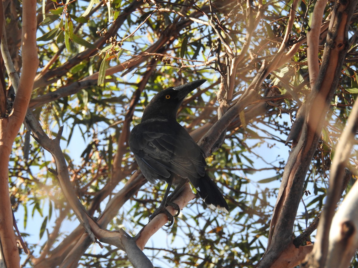 Gray Currawong - ML632245208