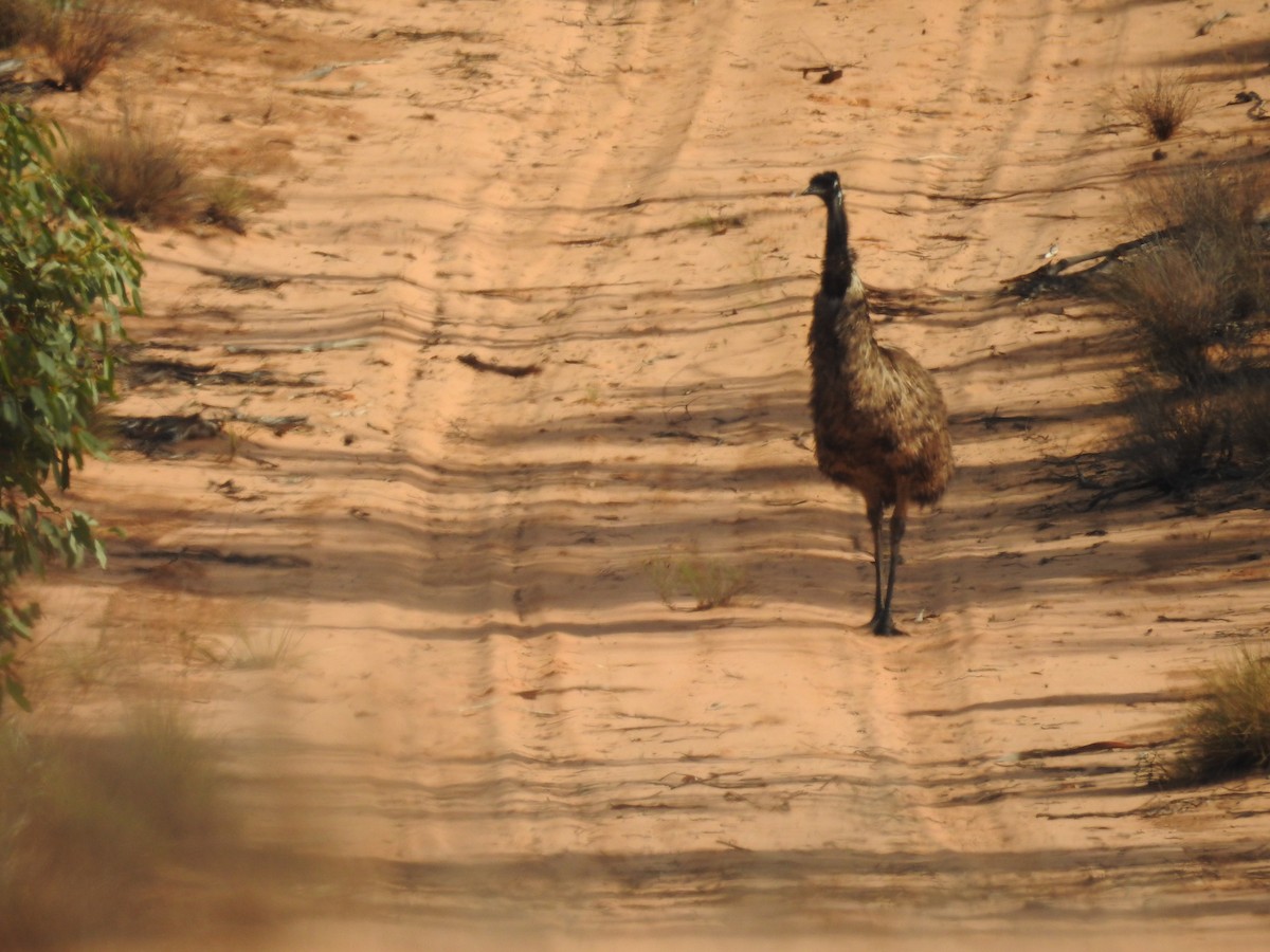 Emu - ML632245212