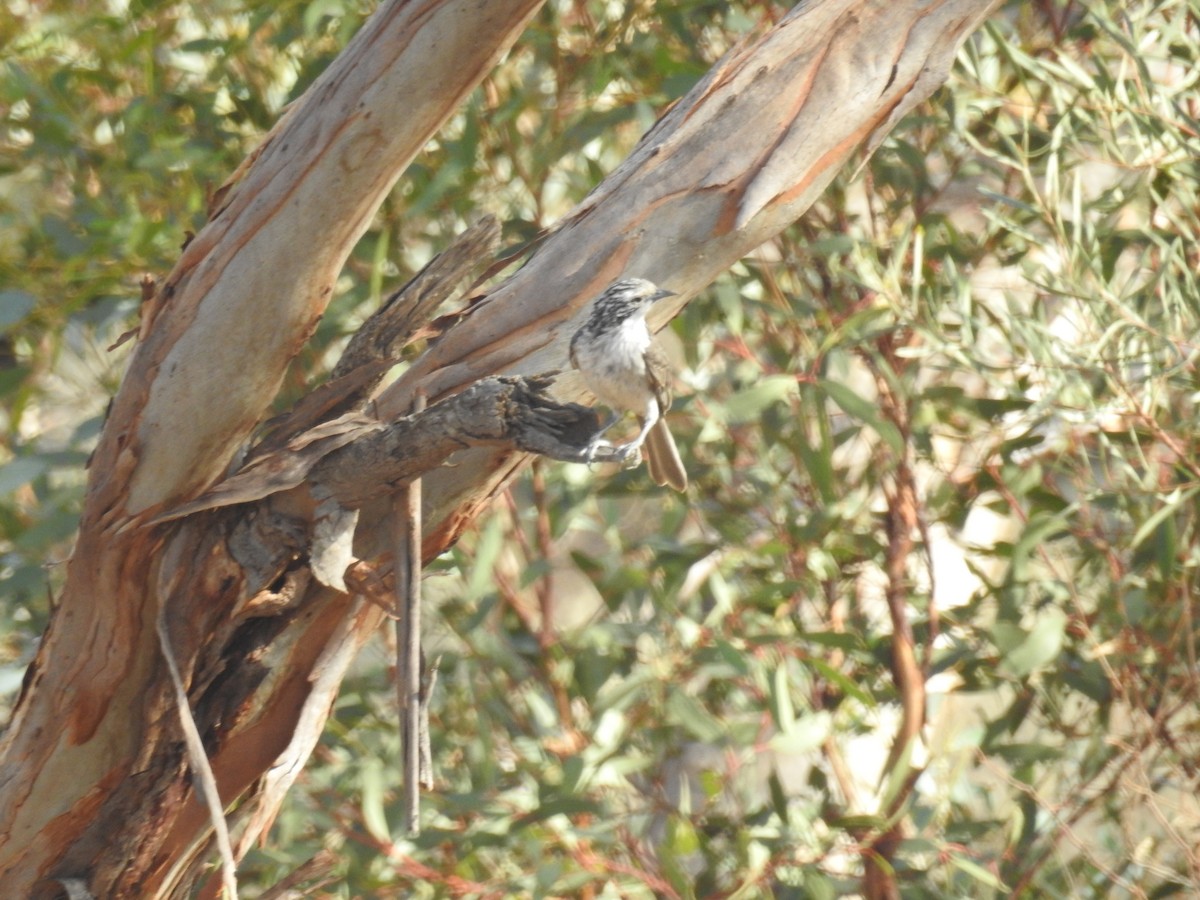 Striped Honeyeater - ML632245223