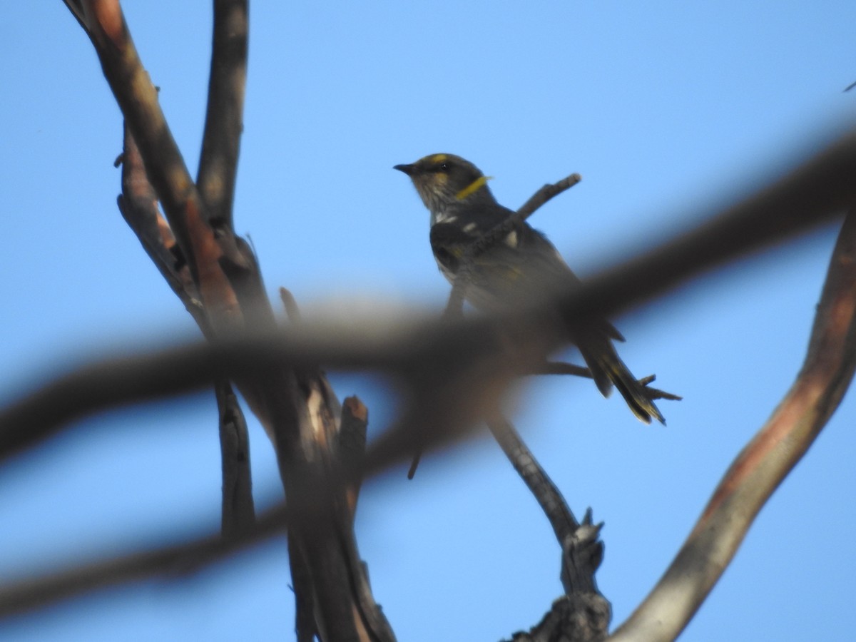 Yellow-plumed Honeyeater - ML632245229