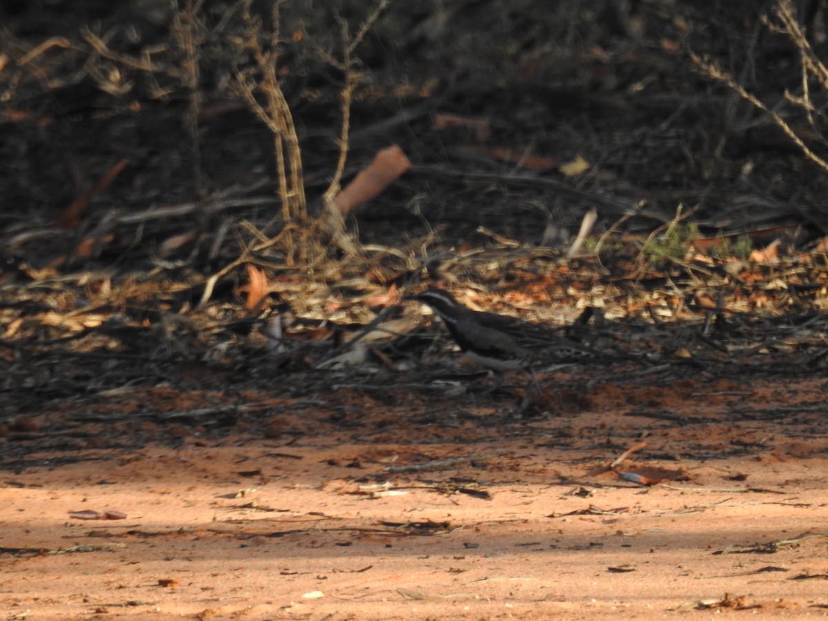 Chestnut Quail-thrush - ML632245267