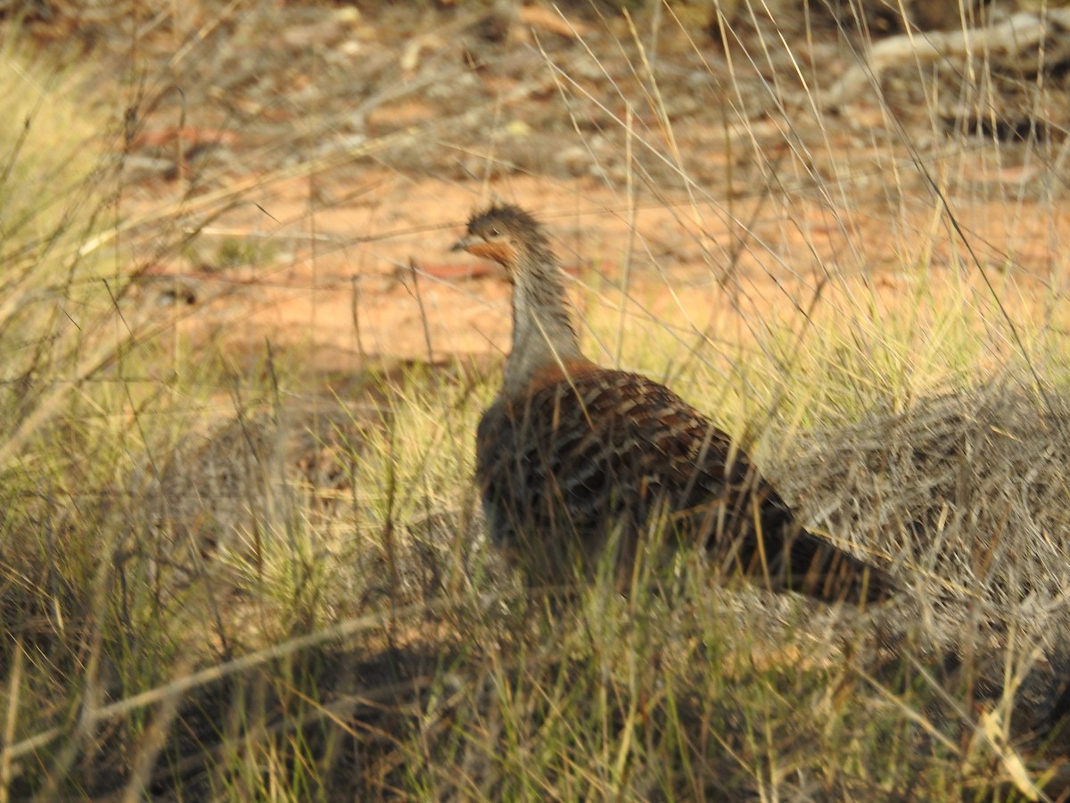 Malleefowl - ML632245280