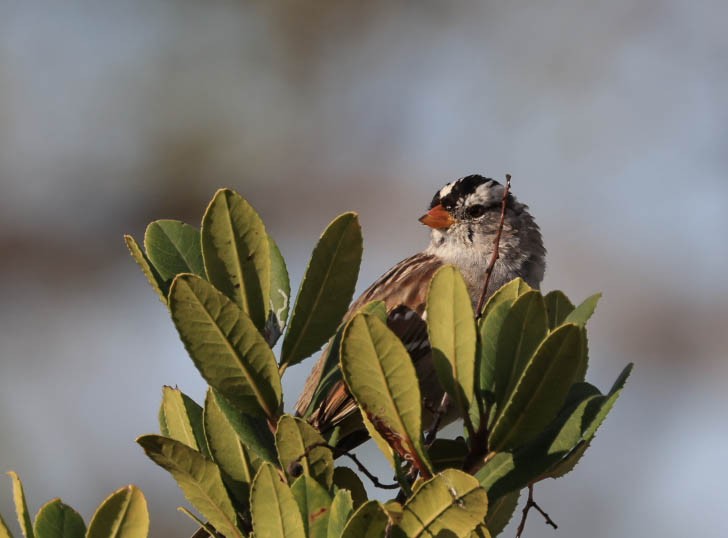 White-crowned Sparrow - ML632245284