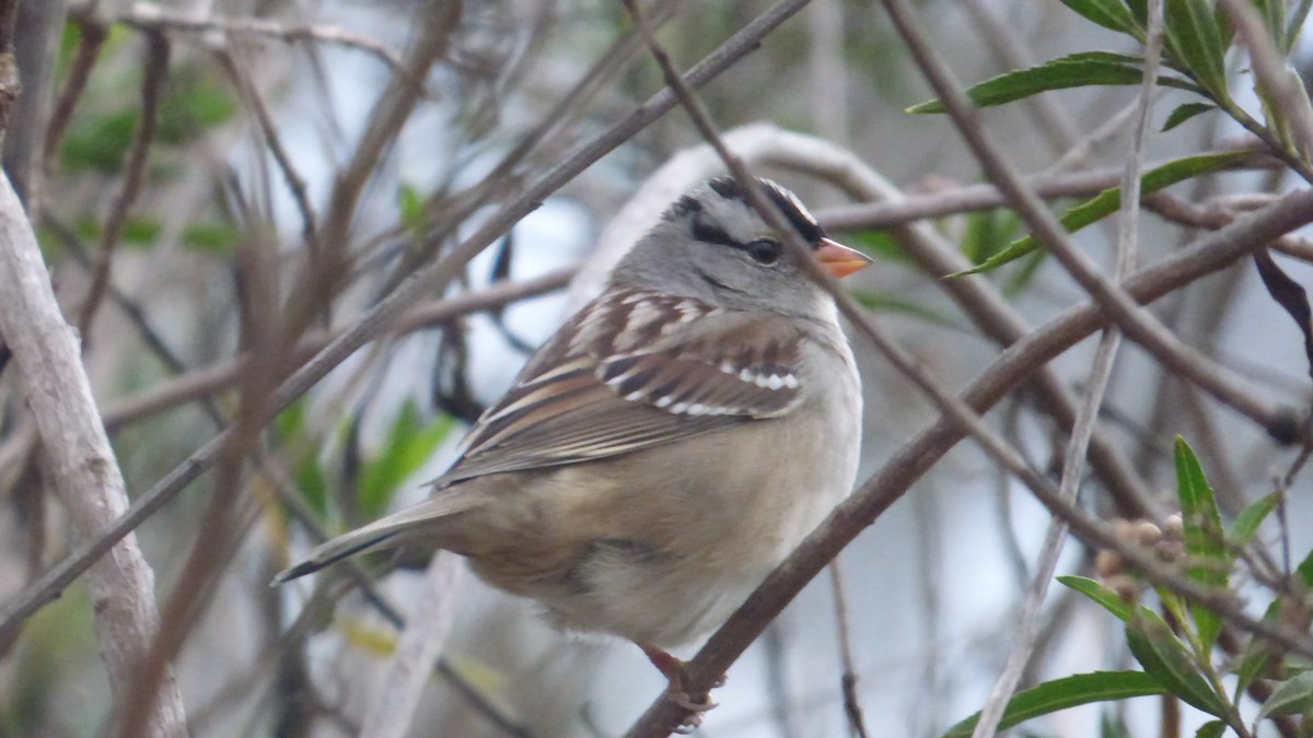 White-crowned Sparrow - ML632245438