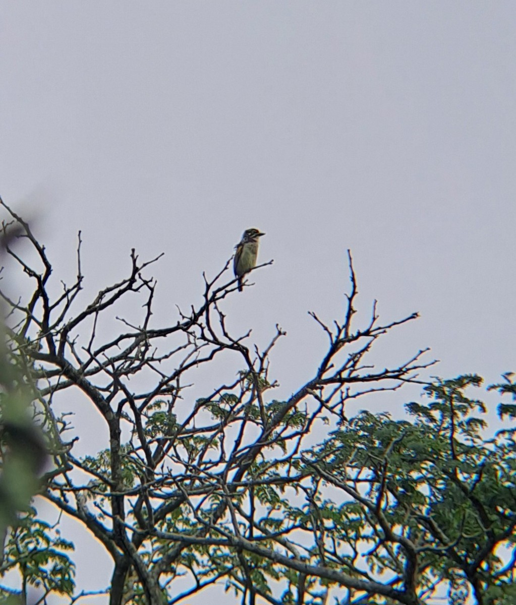 Pied Barbet - ML632245464