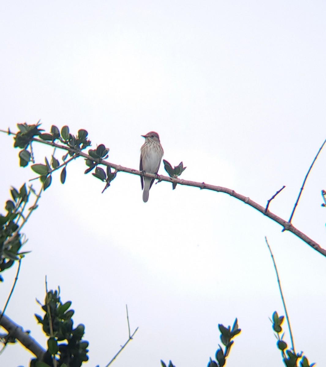 Spotted Flycatcher - ML632245495