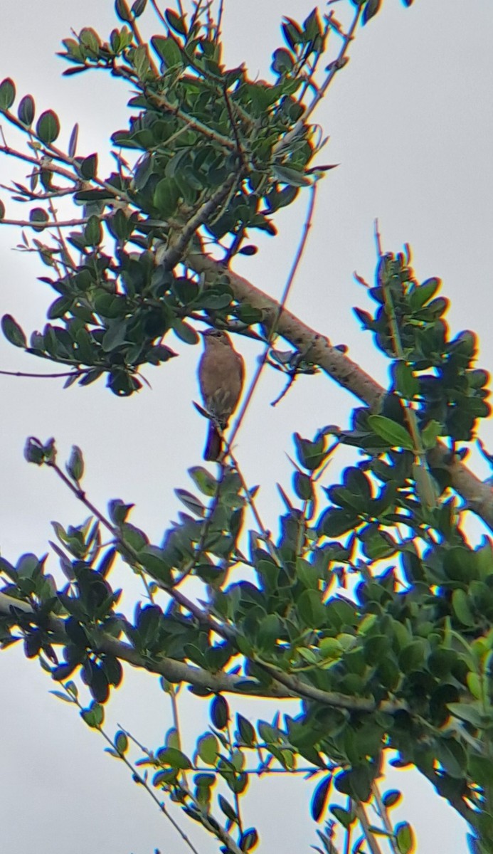 Gray Tit-Flycatcher - ML632245496