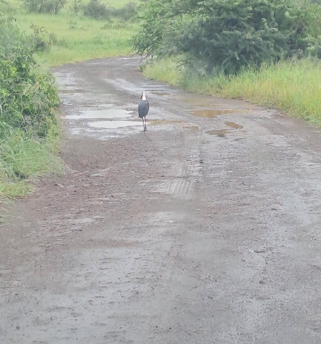 African Woolly-necked Stork - ML632245514