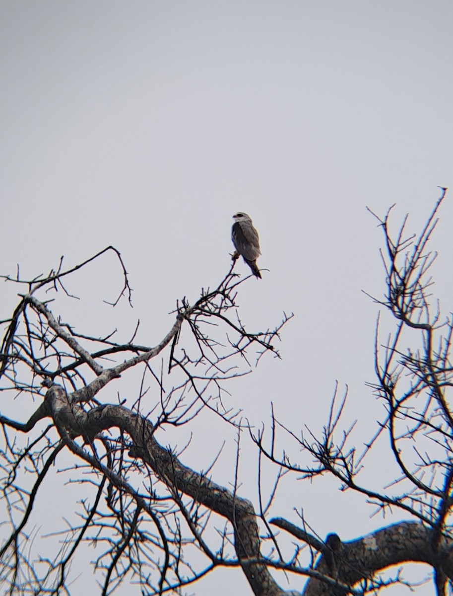 Black-winged Kite - ML632245516